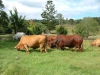 The cattle